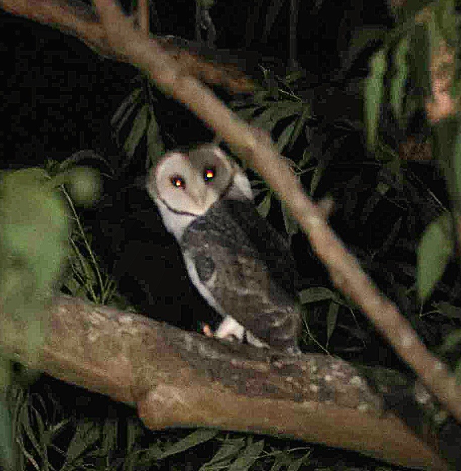 Australian Masked-Owl - ML618570295