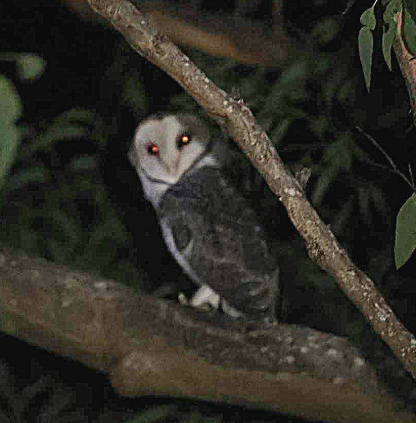 Australian Masked-Owl - Nathan Russell