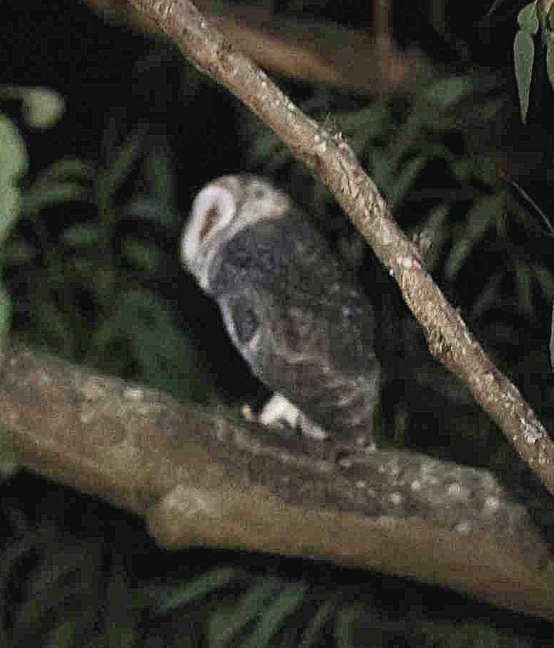 Australian Masked-Owl - ML618570298