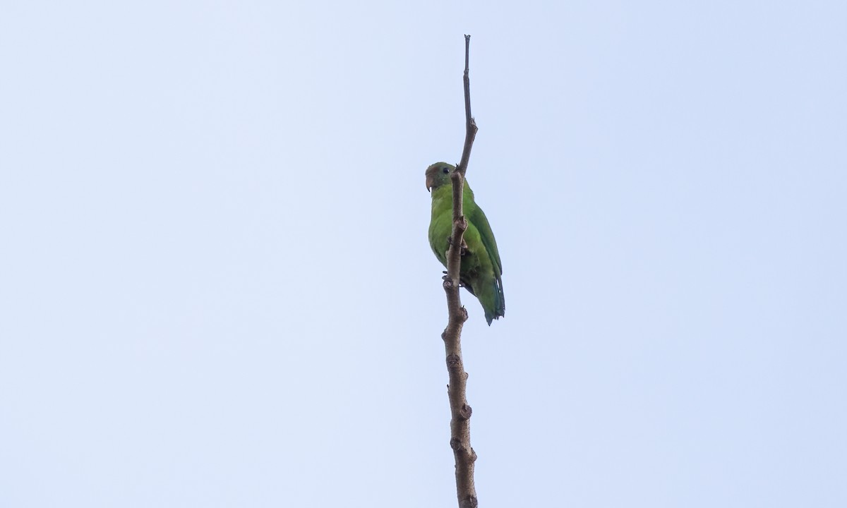 Philippine Hanging-Parrot - ML618570317