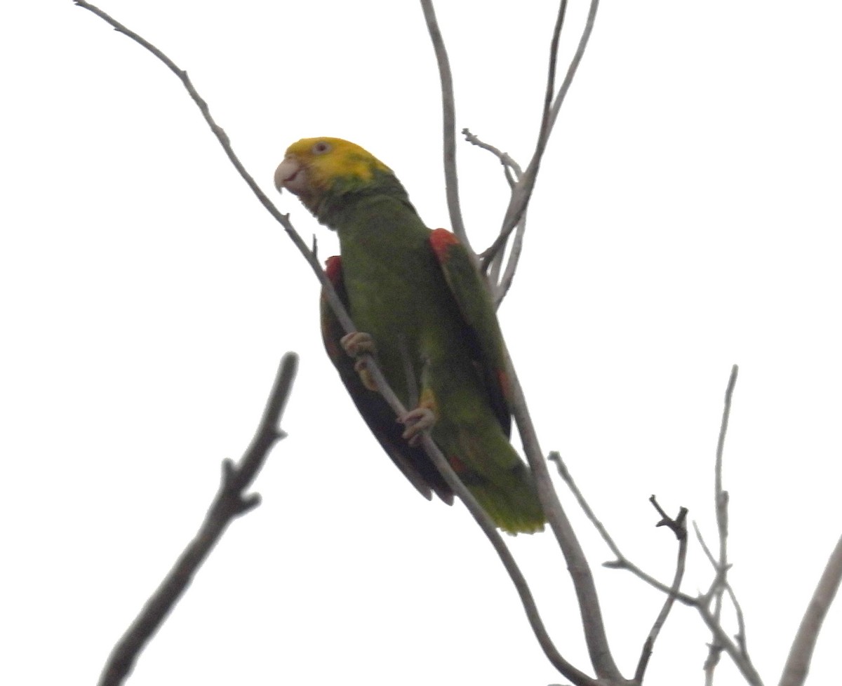 Yellow-headed Parrot - ML618570329