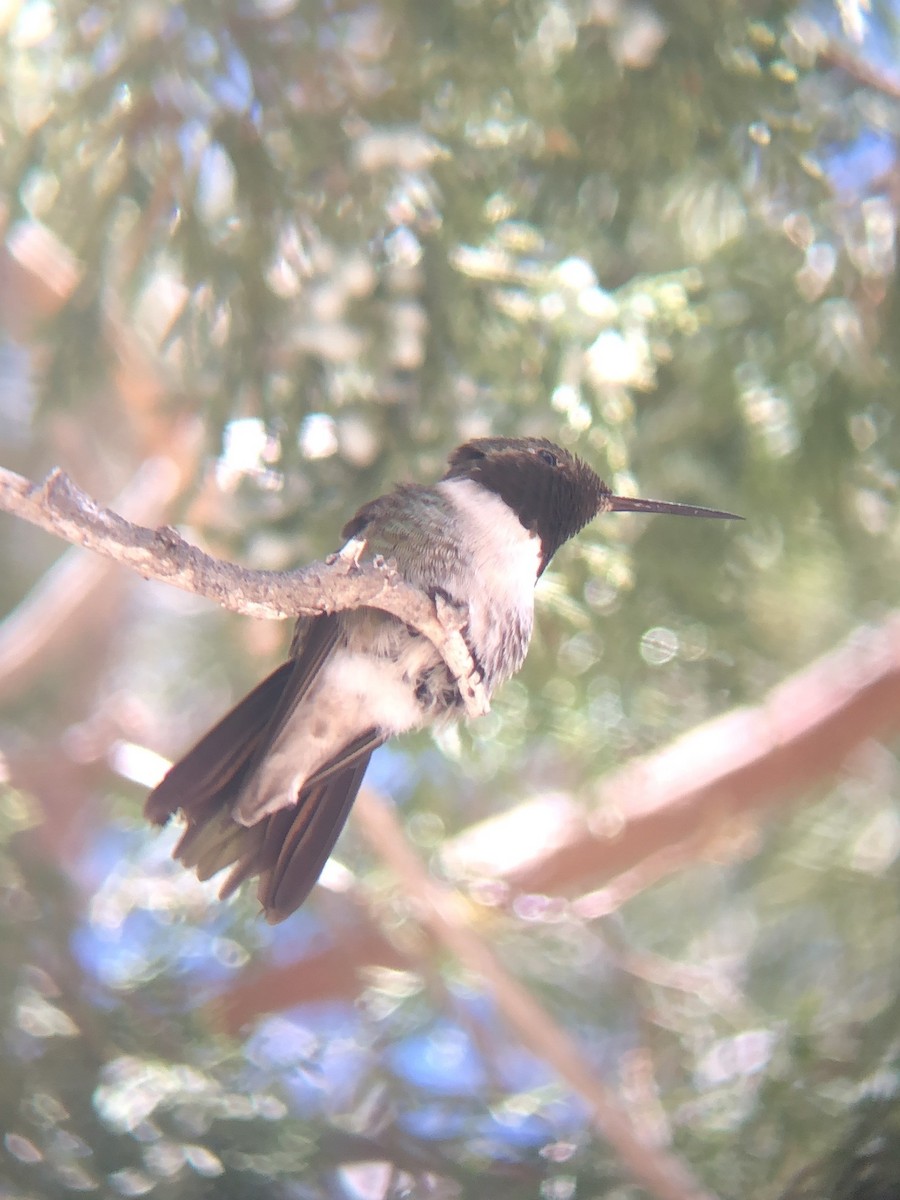 Broad-tailed Hummingbird - Calliope Ketola