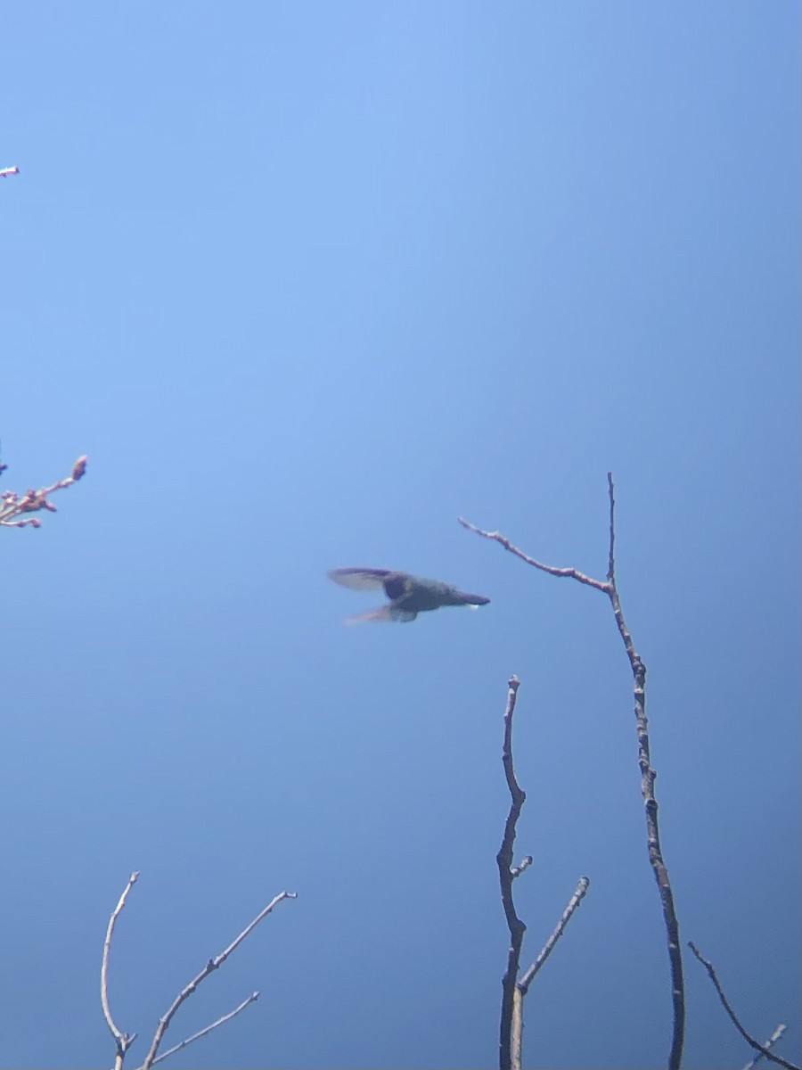 Broad-tailed Hummingbird - ML618570347