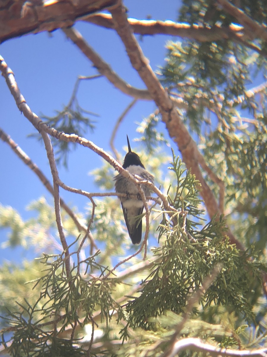 Broad-tailed Hummingbird - ML618570348