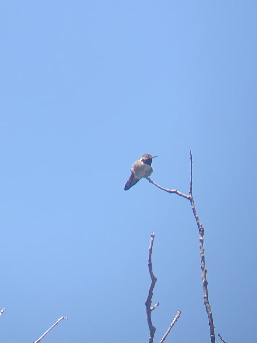 Broad-tailed Hummingbird - ML618570349