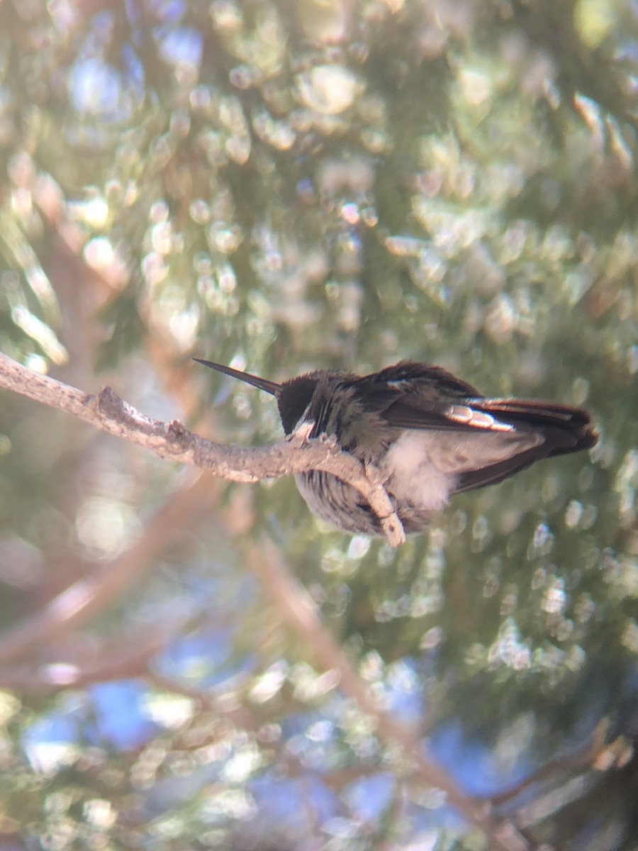 Broad-tailed Hummingbird - ML618570350