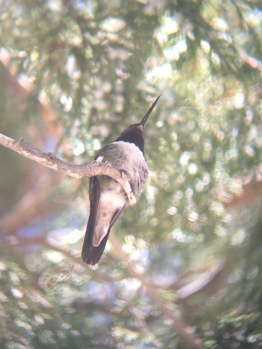 Broad-tailed Hummingbird - ML618570351
