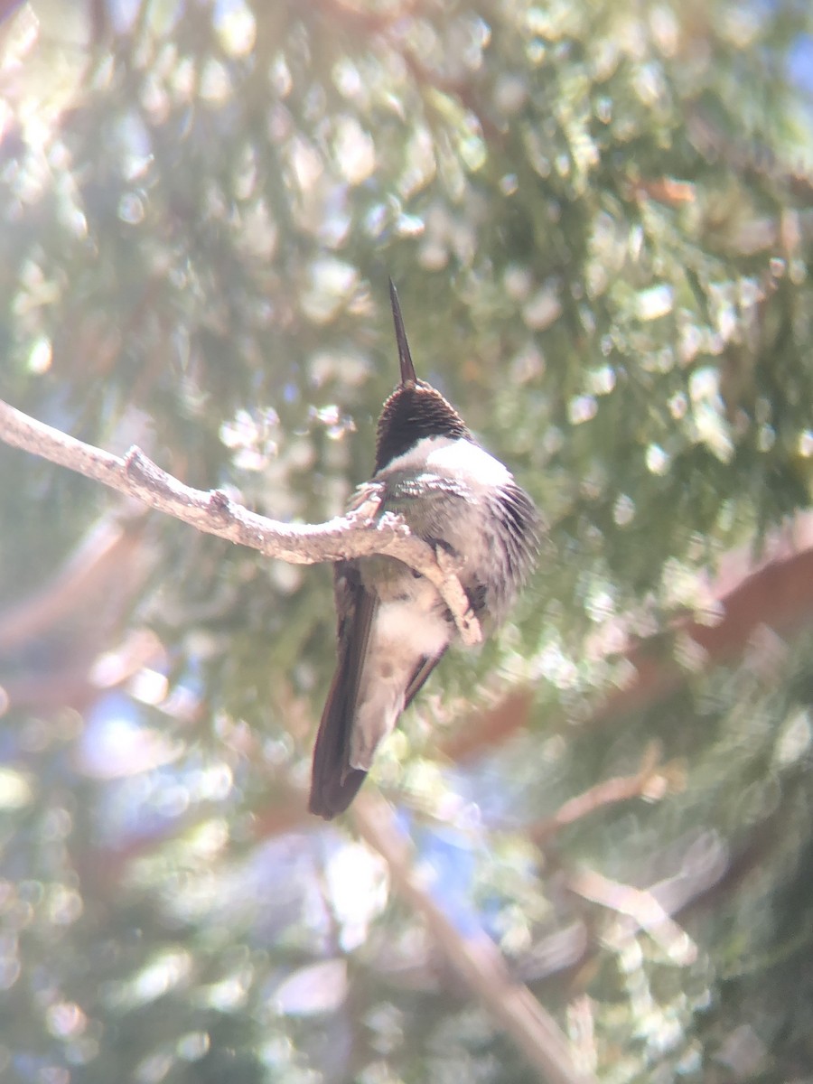 Broad-tailed Hummingbird - ML618570352