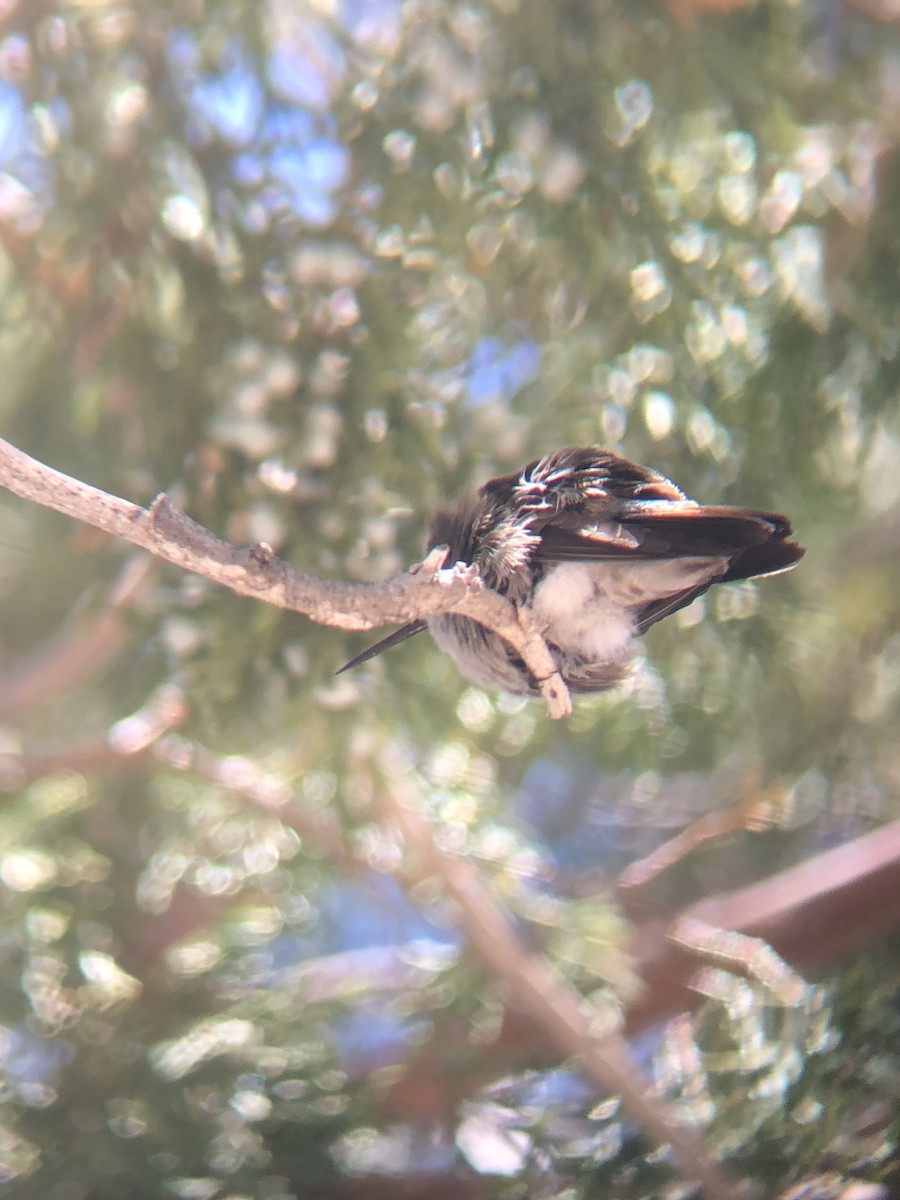 Broad-tailed Hummingbird - ML618570353