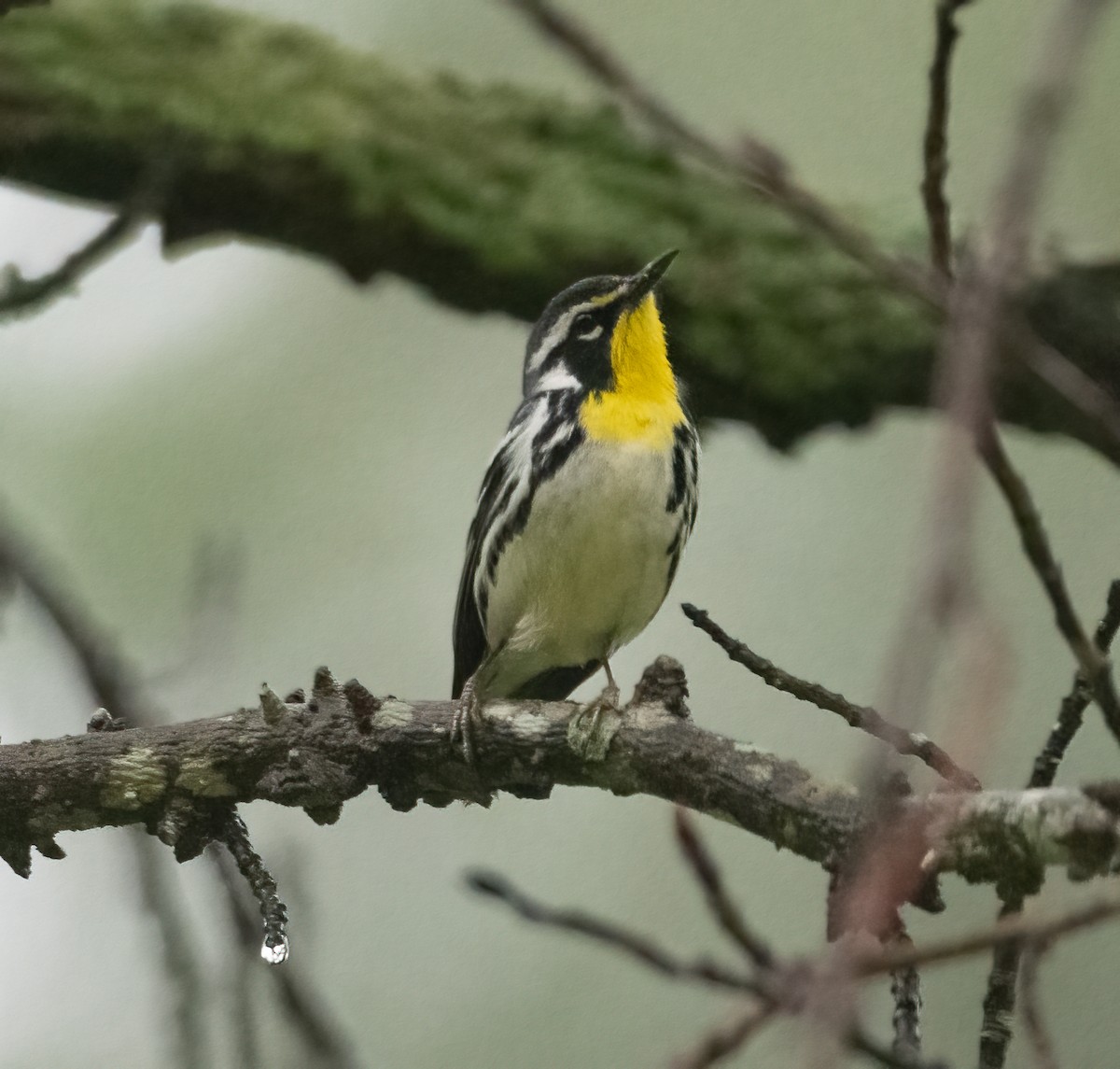 Yellow-throated Warbler - Joe Donahue