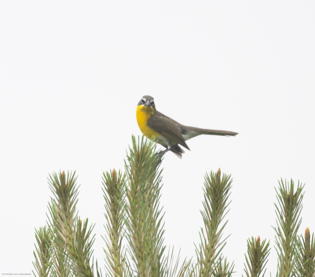 Yellow-breasted Chat - ML618570367