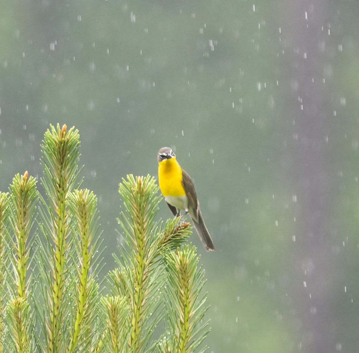 Yellow-breasted Chat - ML618570368