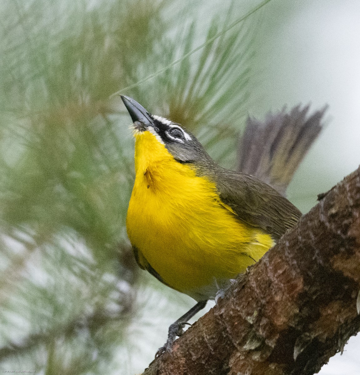 Yellow-breasted Chat - ML618570369