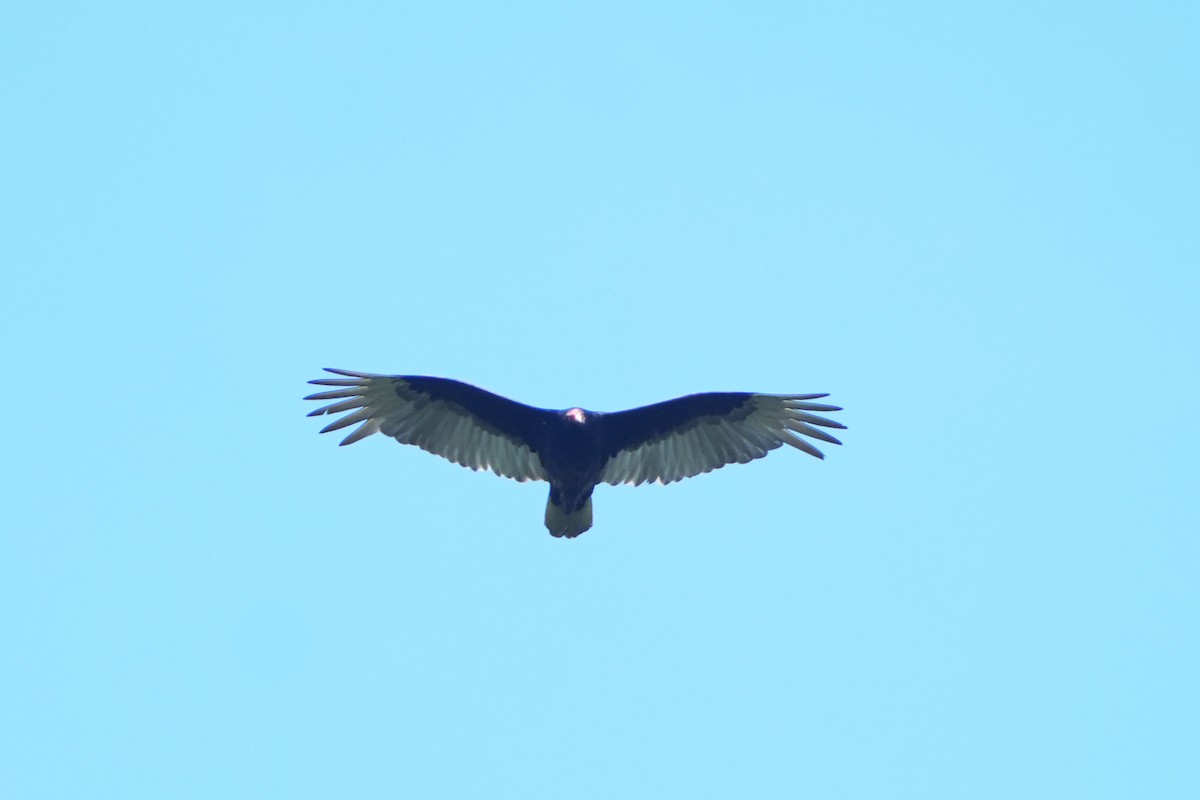 Turkey Vulture - ML618570389