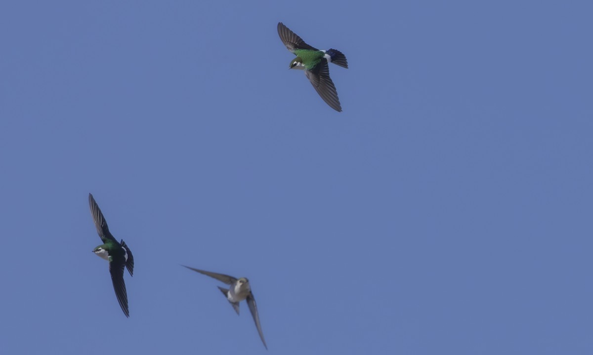 Violet-green Swallow - Steve Kelling