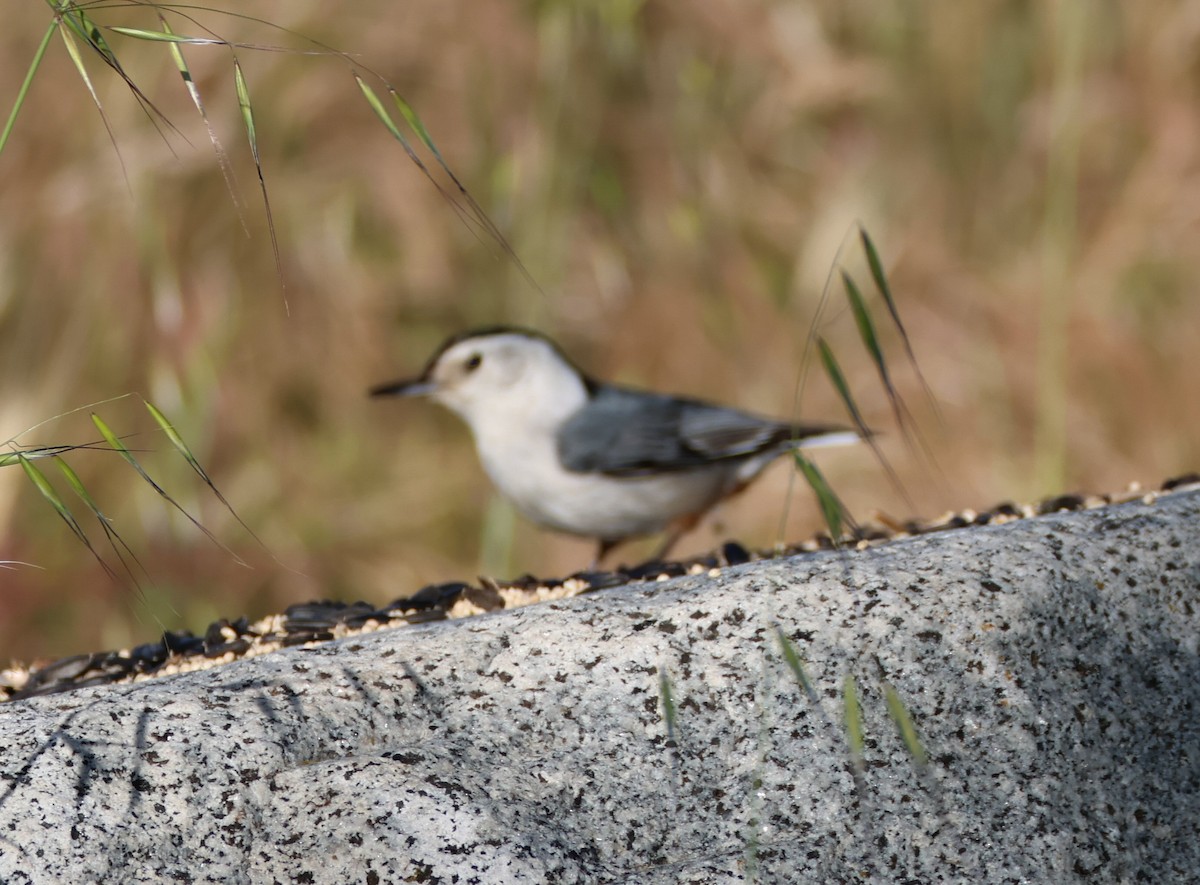 White-breasted Nuthatch - ML618570458