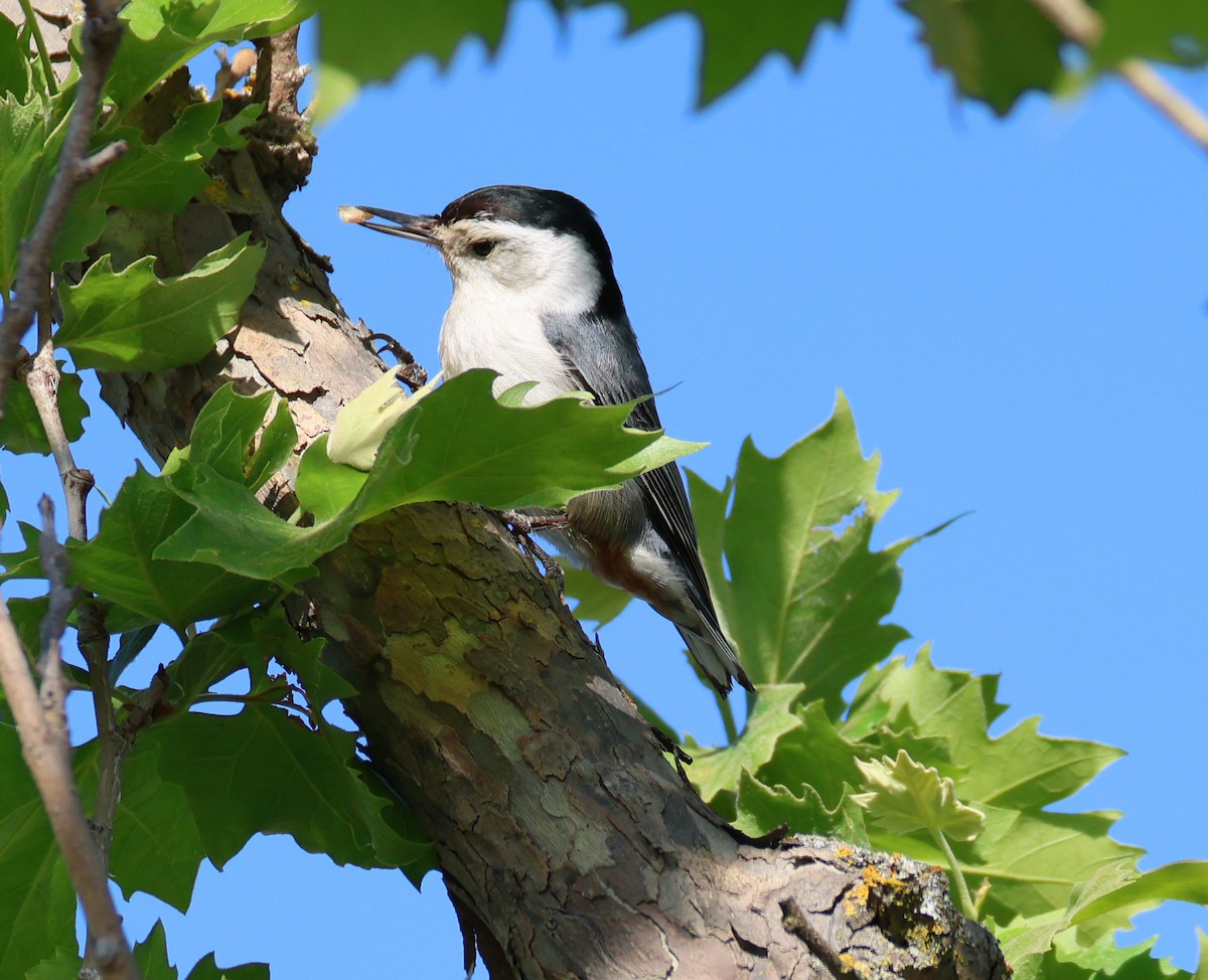 White-breasted Nuthatch - ML618570460