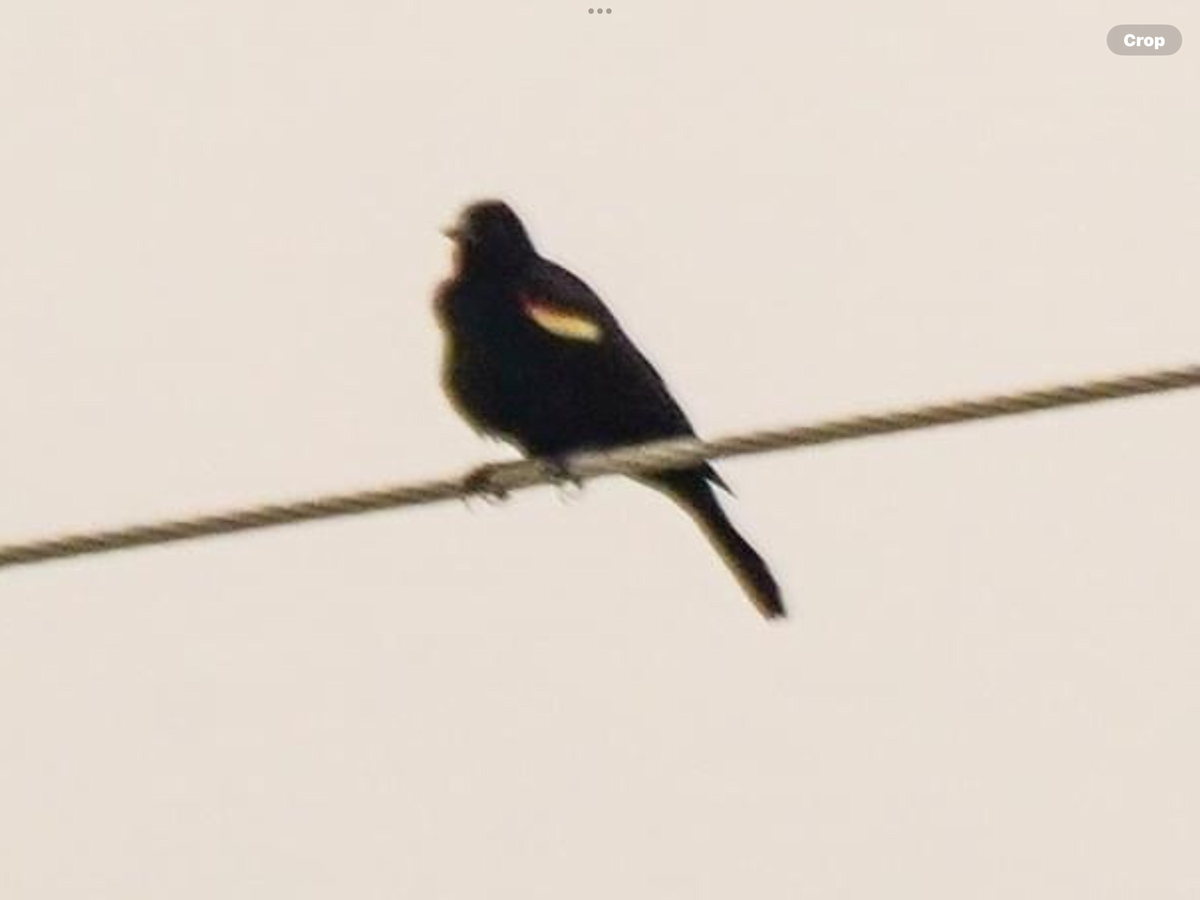 Red-winged Blackbird - ML618570470