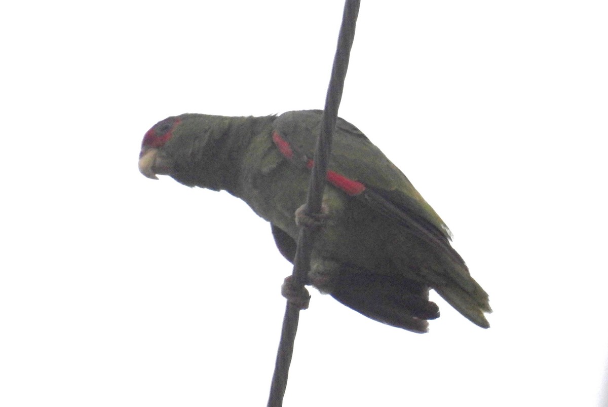 Red-crowned Parrot - ML618570473