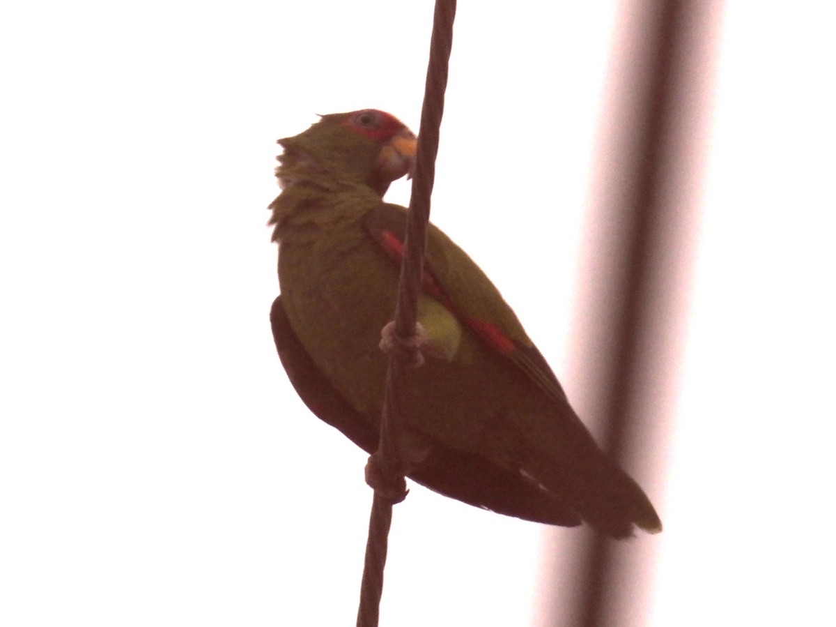 Red-crowned Parrot - ML618570474