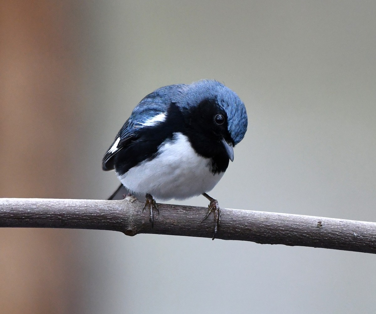 Black-throated Blue Warbler - ML618570489