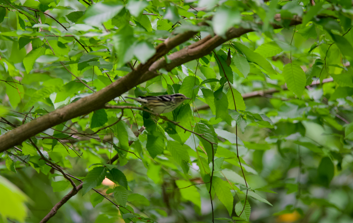 Black-and-white Warbler - ML618570491