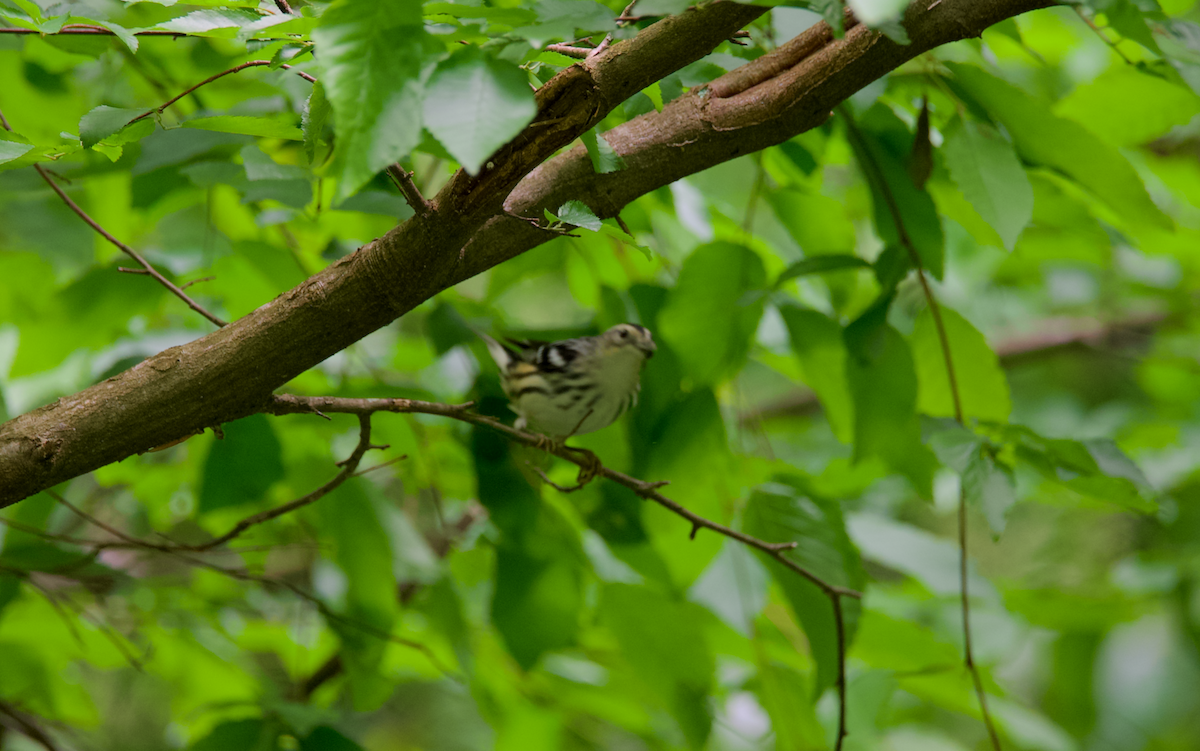 Black-and-white Warbler - ML618570492