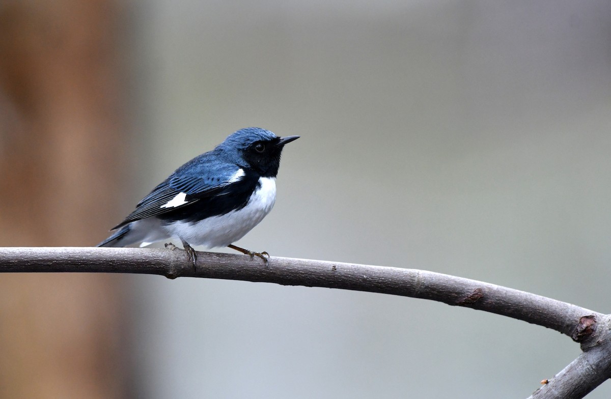 Black-throated Blue Warbler - ML618570501