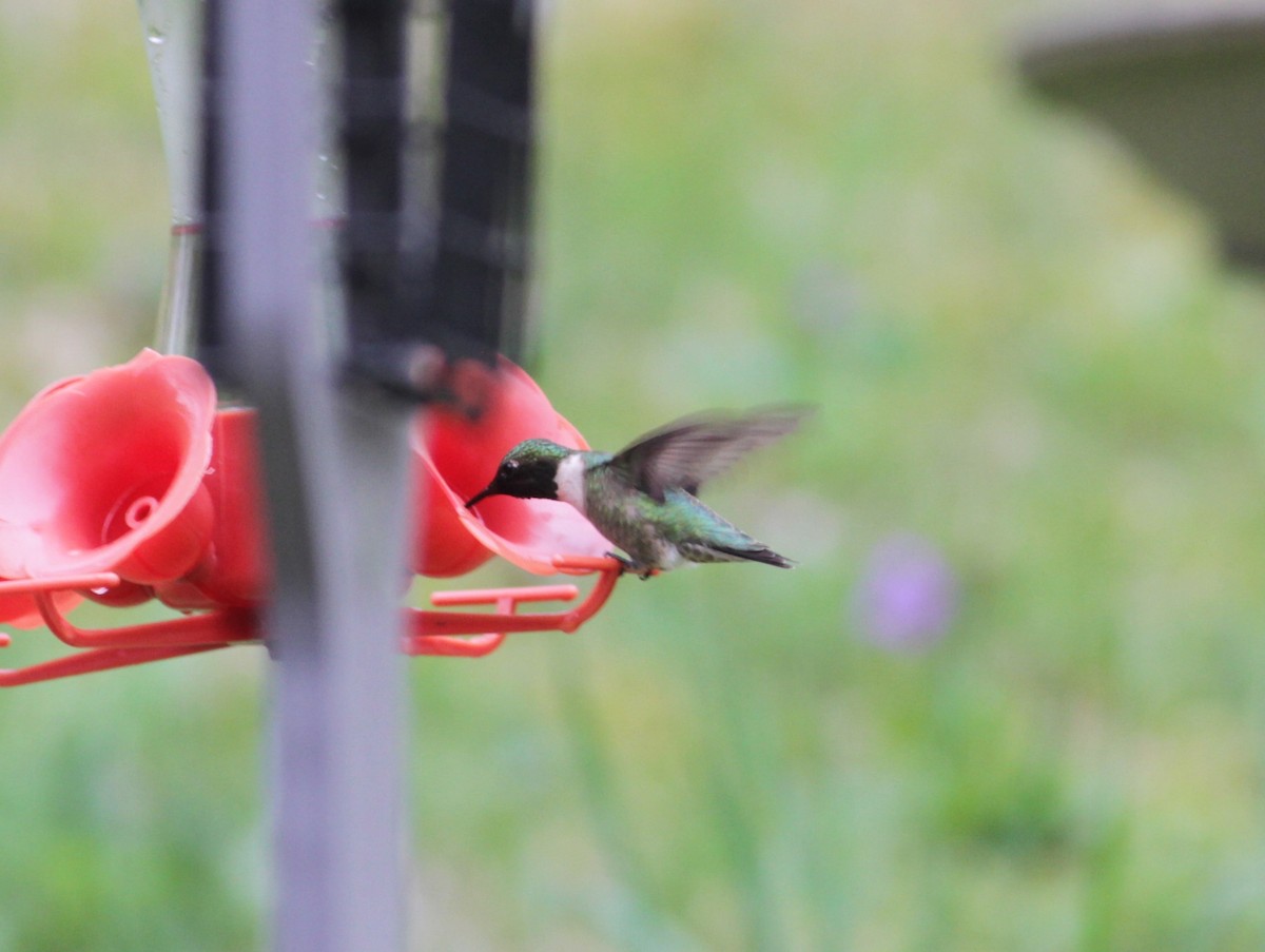 Ruby-throated Hummingbird - ML618570513