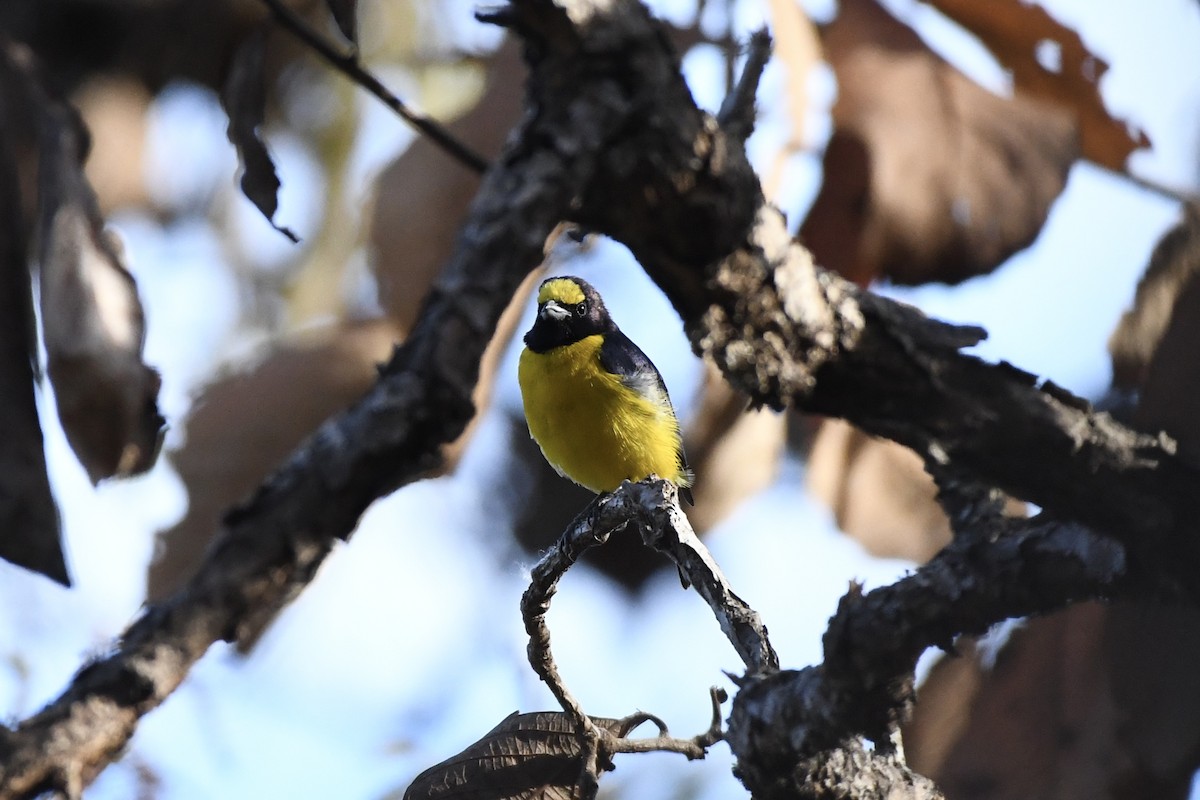 West Mexican Euphonia - ML618570525