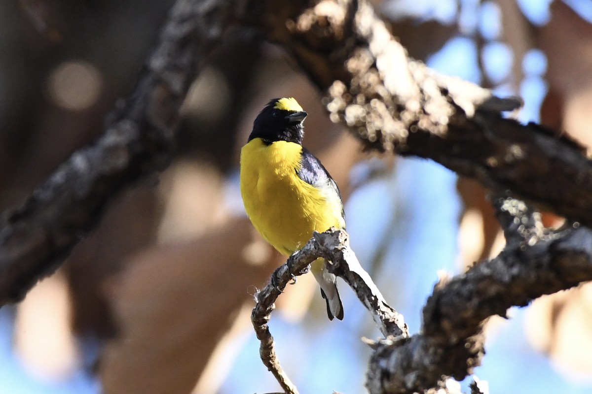 West Mexican Euphonia - ML618570532