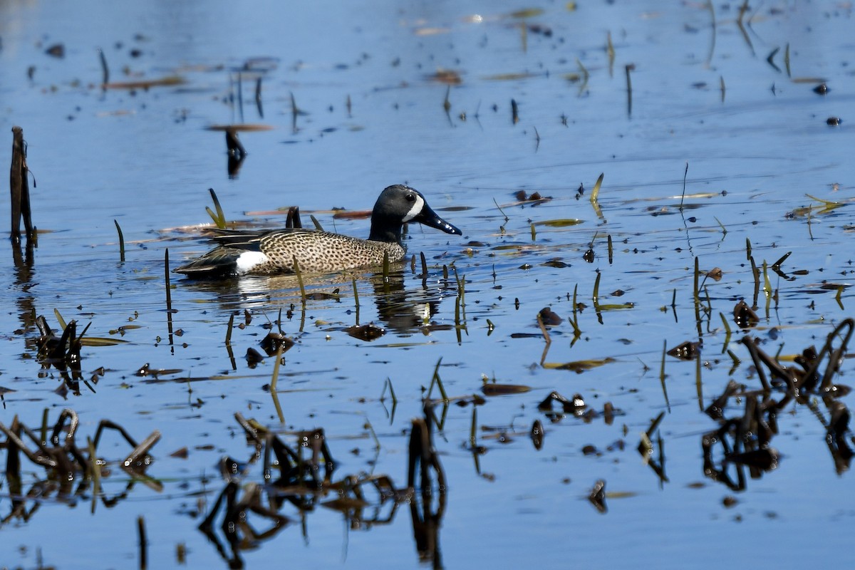 Blue-winged Teal - ML618570541