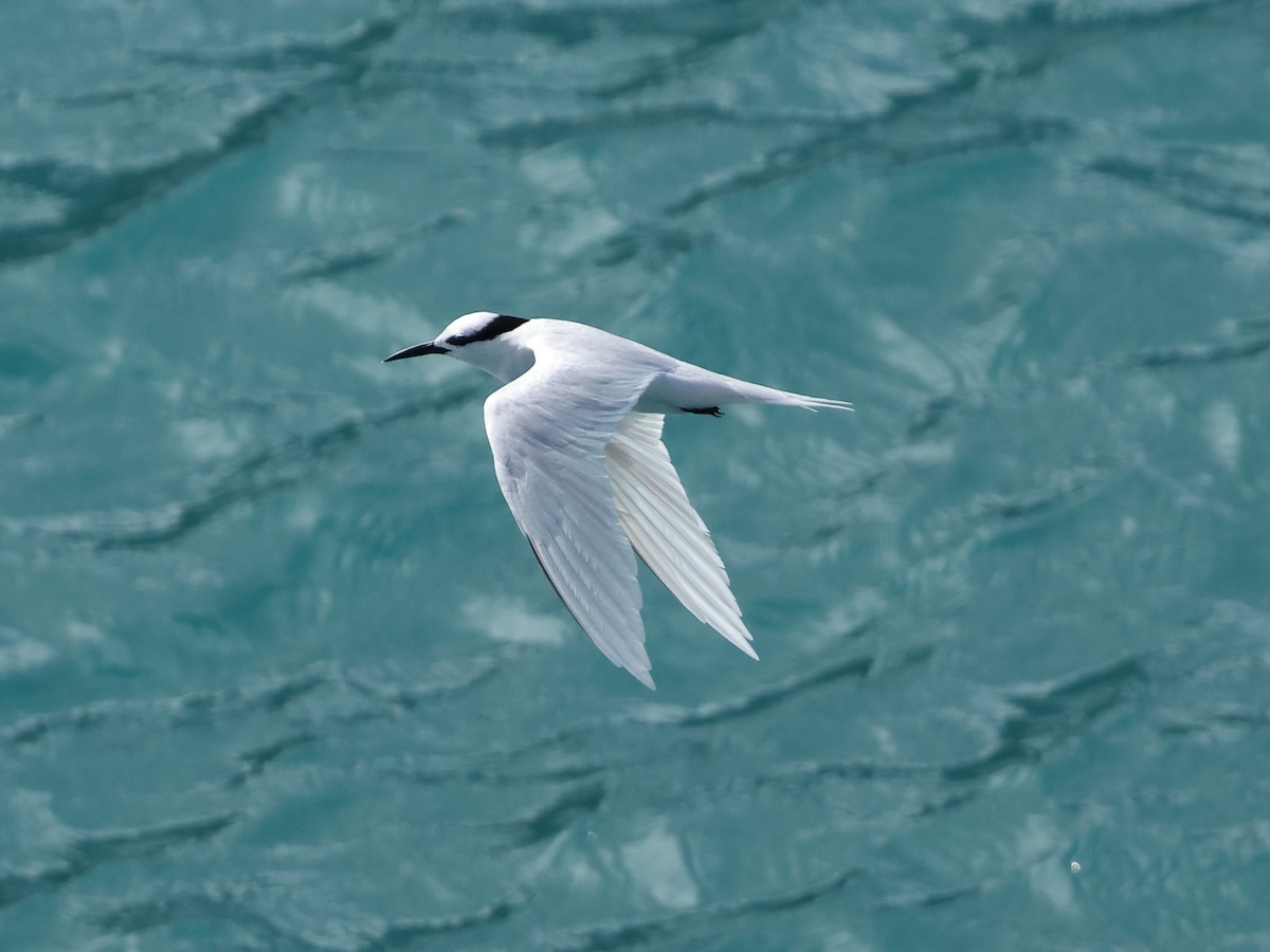 Black-naped Tern - Mark Newsome