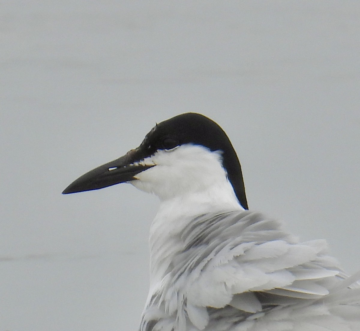 Gull-billed Tern - ML618570566