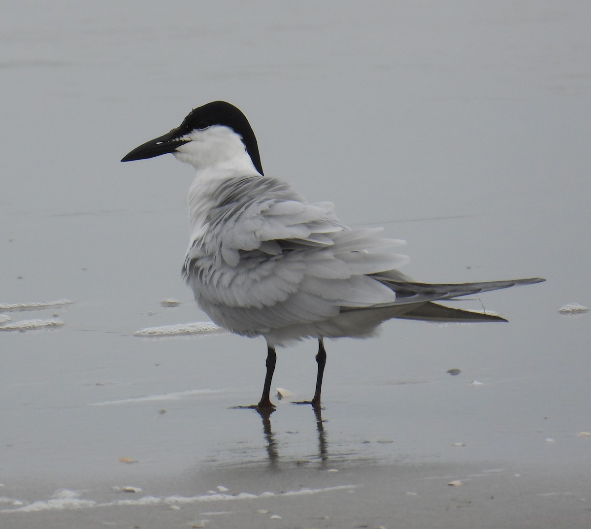 Gull-billed Tern - ML618570568