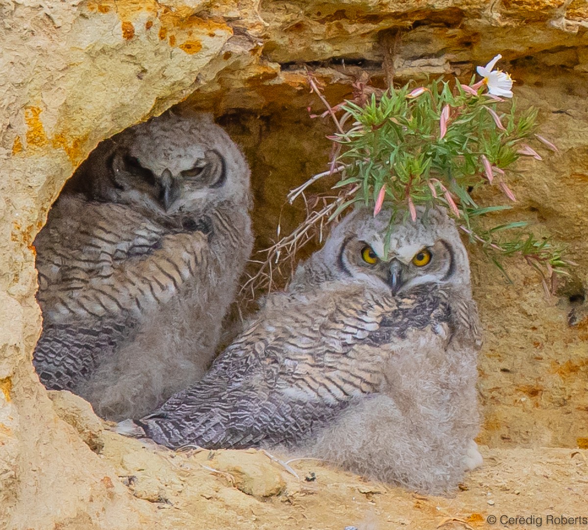 Great Horned Owl - ML618570588