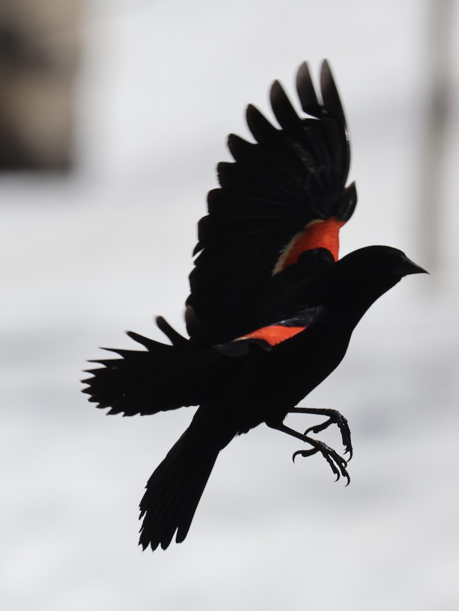 Red-winged Blackbird - ML618570630