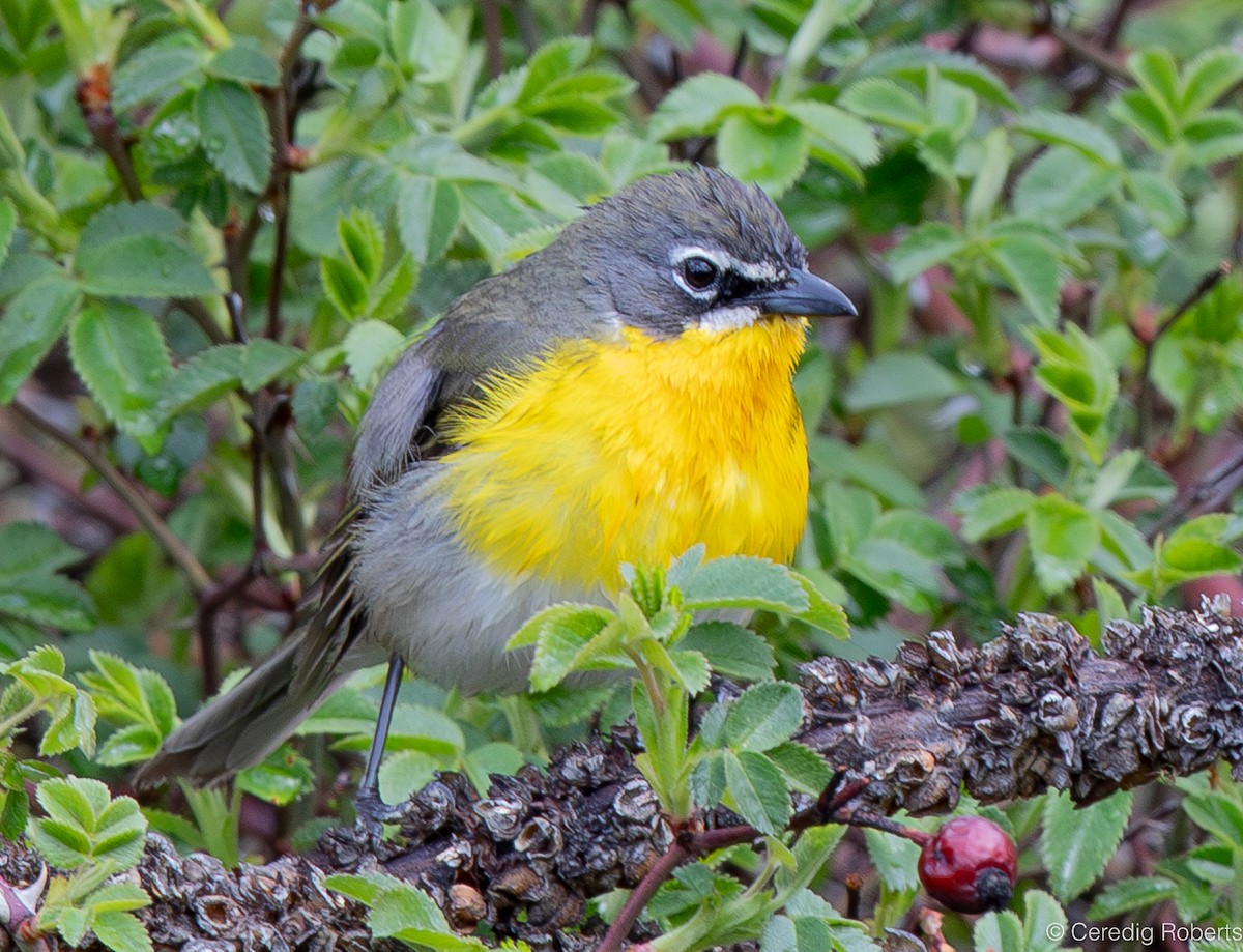 Yellow-breasted Chat - ML618570664
