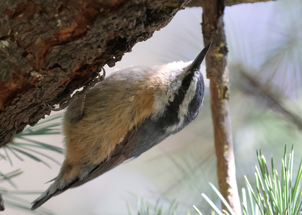 Red-breasted Nuthatch - ML618570672