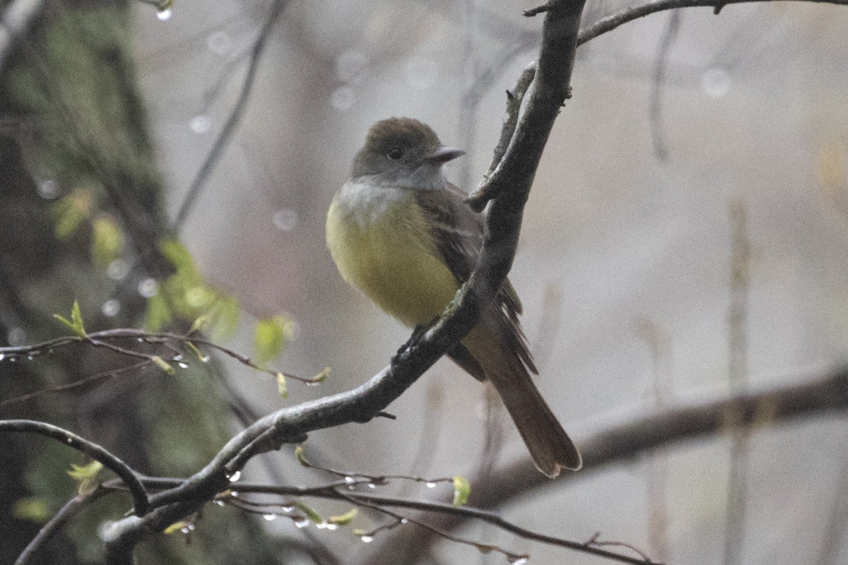 Great Crested Flycatcher - ML618570676