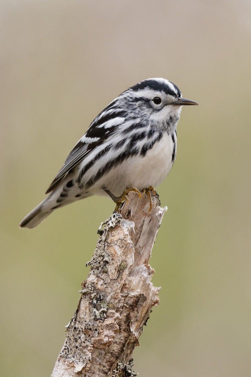 Black-and-white Warbler - ML618570722