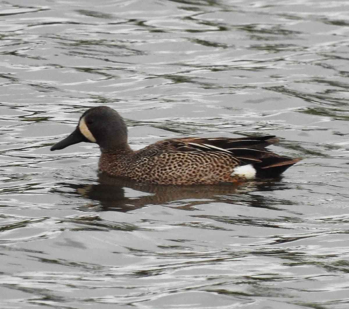 Blue-winged Teal - ML618570723