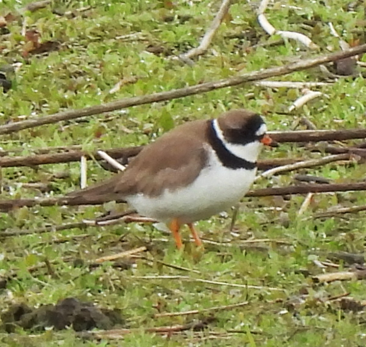 Semipalmated Plover - ML618570755