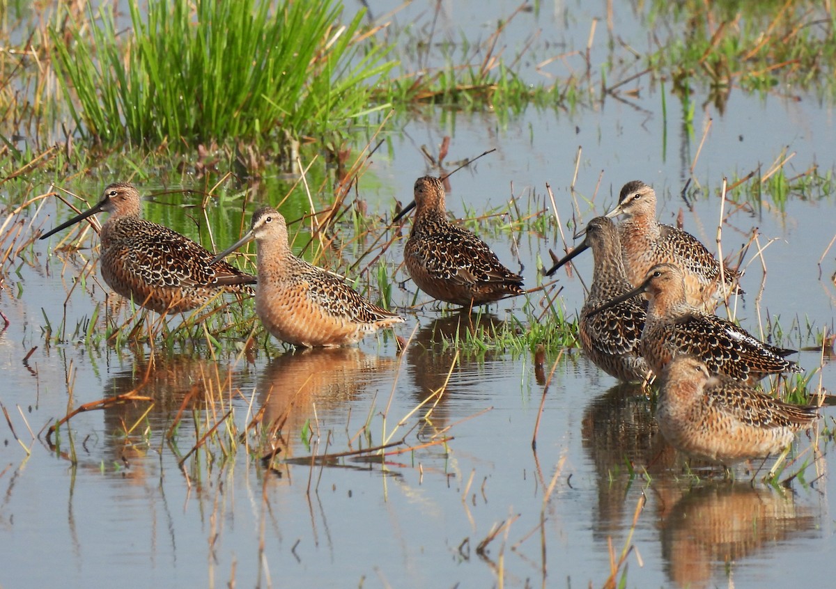 Long-billed Dowitcher - ML618570772