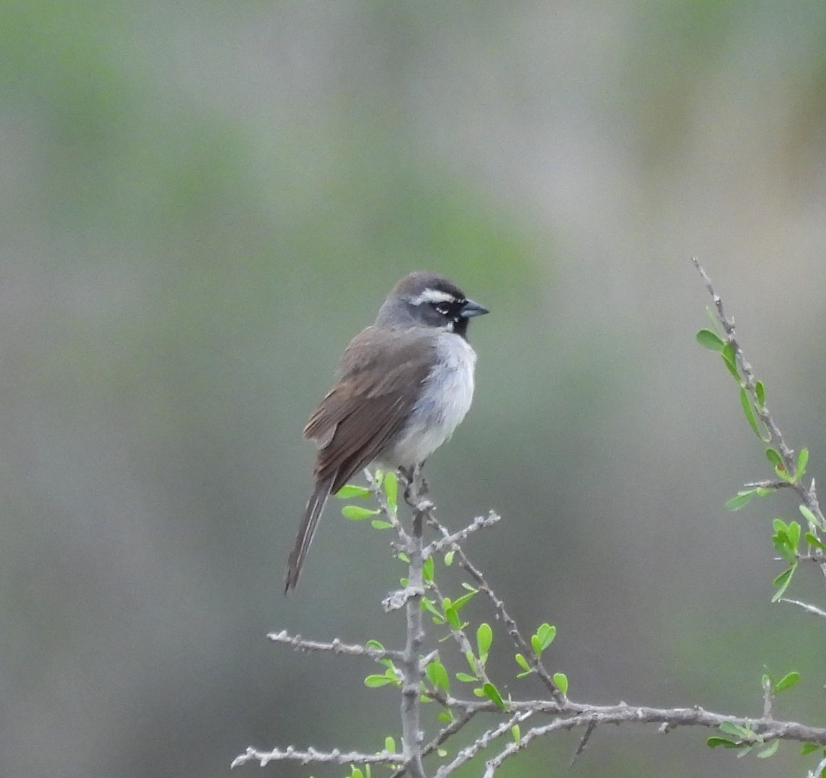 Black-throated Sparrow - Derek Heins
