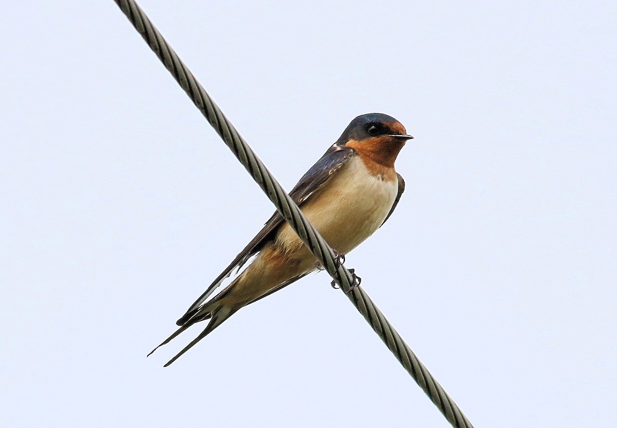 Barn Swallow - John  Cameron