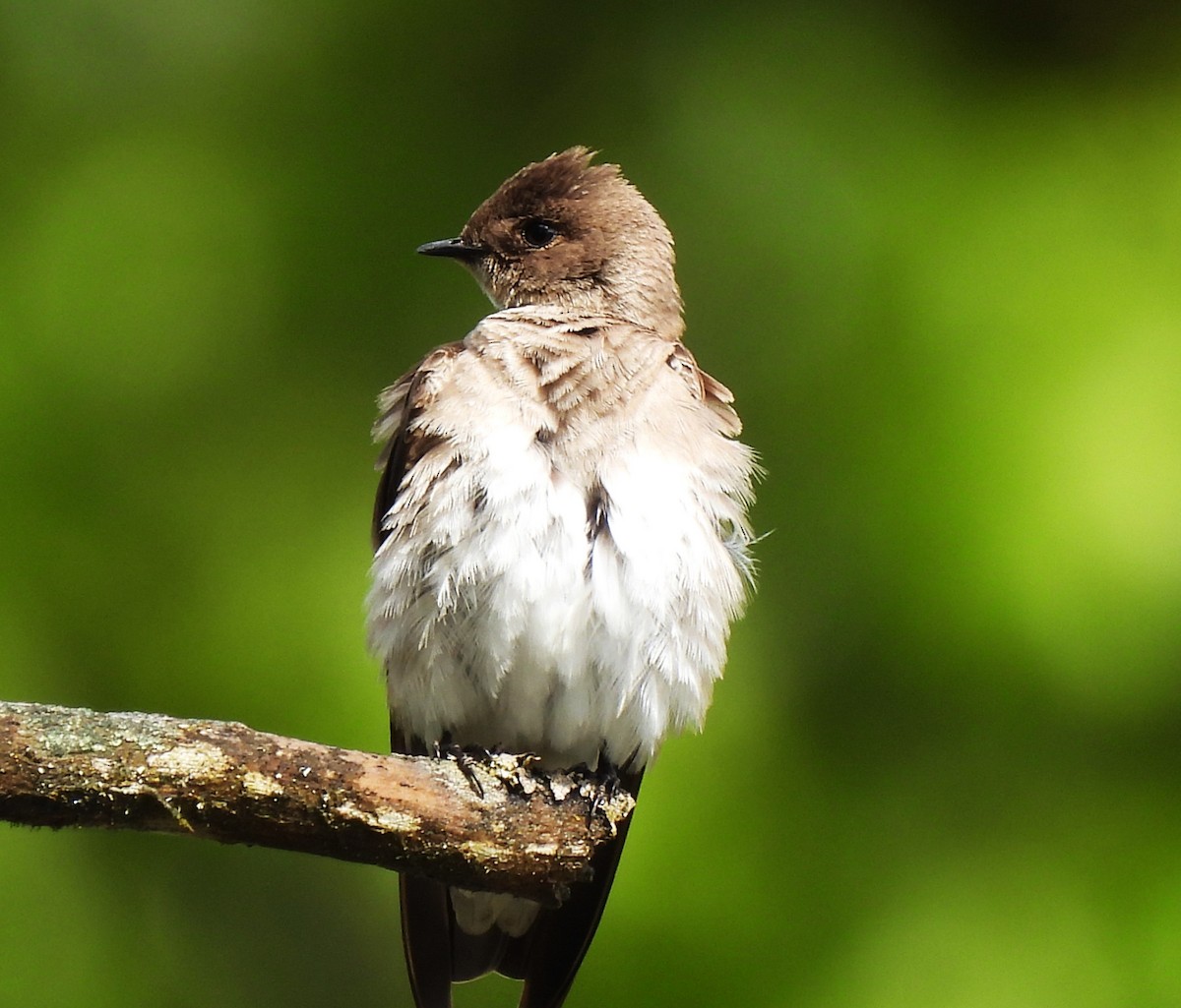 Northern Rough-winged Swallow - Rick Bennett