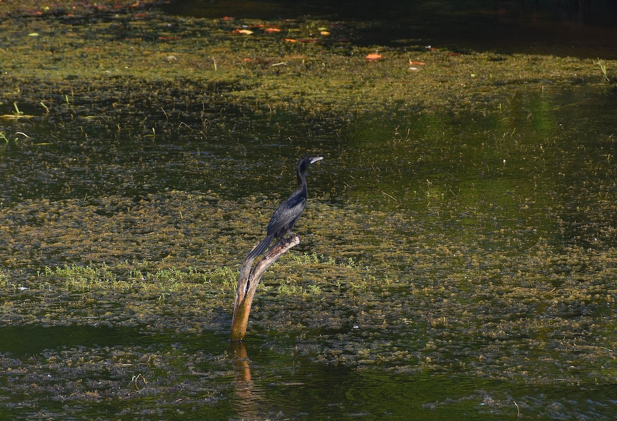 Little Cormorant - Anand Birdlife