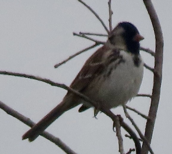 Harris's Sparrow - ML618570873