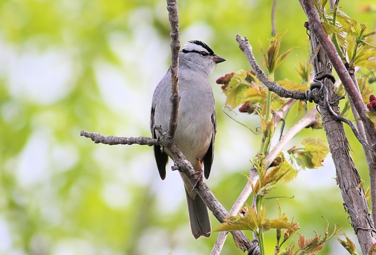 White-crowned Sparrow - ML618570895